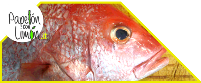 Pargo